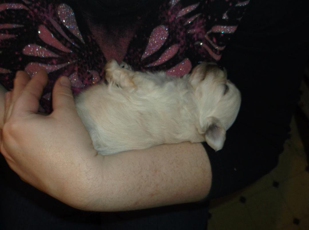 Spoiling puppies time. By the time they are ready for adoption they will be pre-spoiled very well.