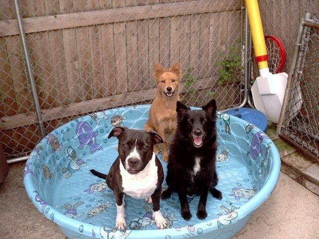 My sweet Angels!
Rocky, Duchess, Lucy♥♥♥
In the Picture...from left to right....
Angel Duchess, Angel Rocky, Angel Lucy.