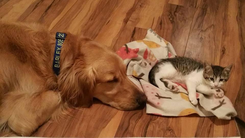 Our 80-pound dog is "sharing" his beloved blankey with his new 1-pound boss.
