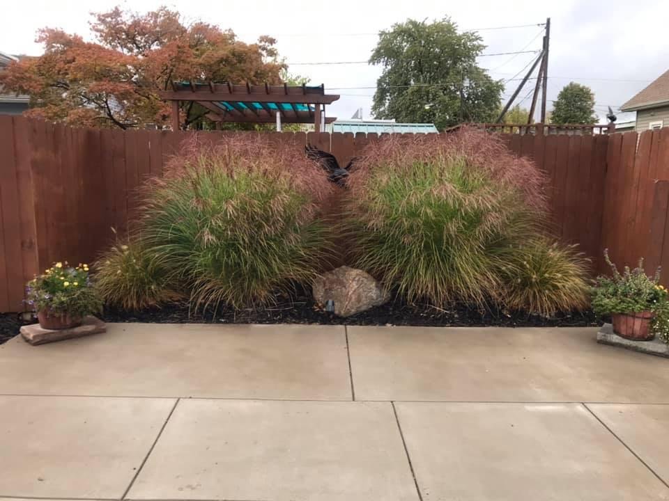Can’t bring myself to cut these back just yet