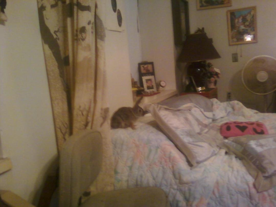 Wild rabbit on the loose on our bed