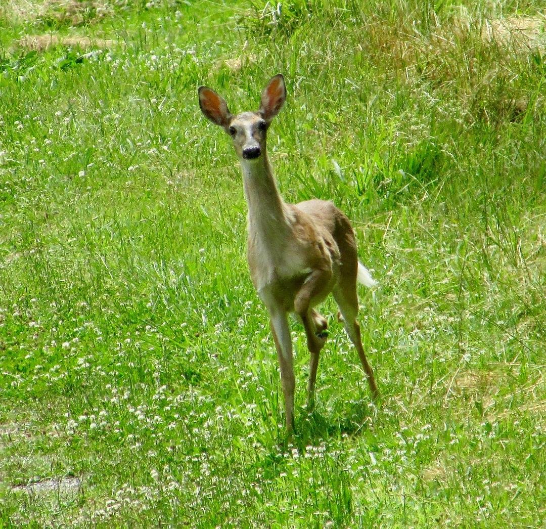 A young deer on the Panicello Mem'l Trail.  It seemed to find me interesting.  I'm flattered.
