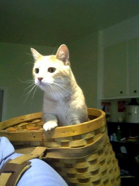 Tigger in a basket little rascal