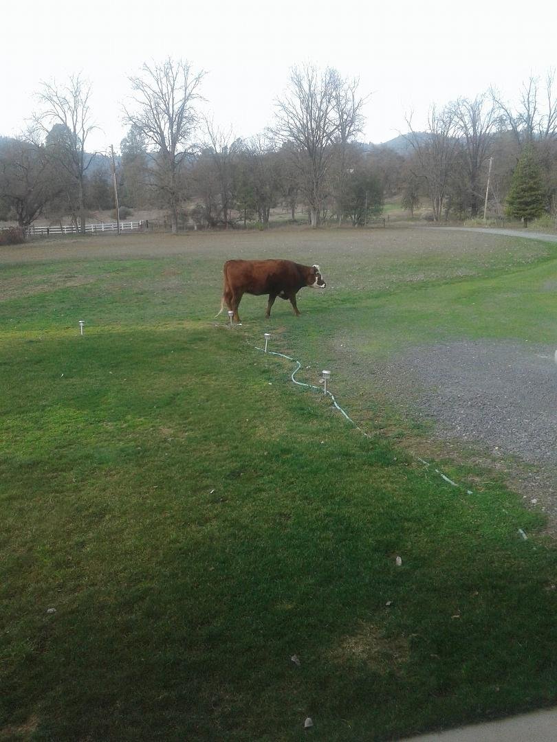 Next to Indiginy on Sena Lane...anyone missing 2 COWS? There is also a black one.