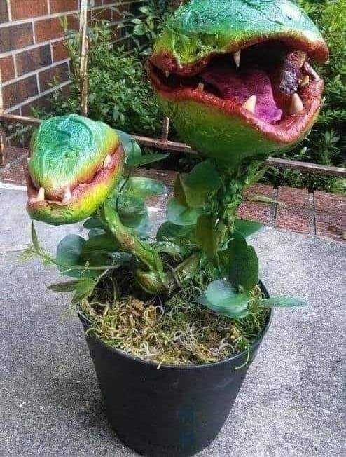 I got these seeds from China, didn't order them. I figgured I'd plant em. Overnight results!
