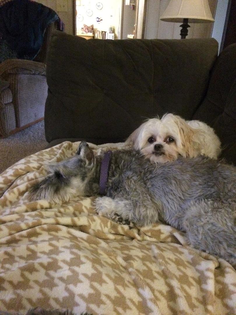 My darlings
