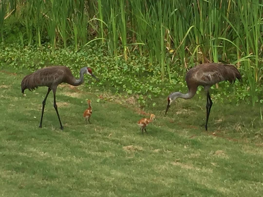 Mom and Dad with their newborns!