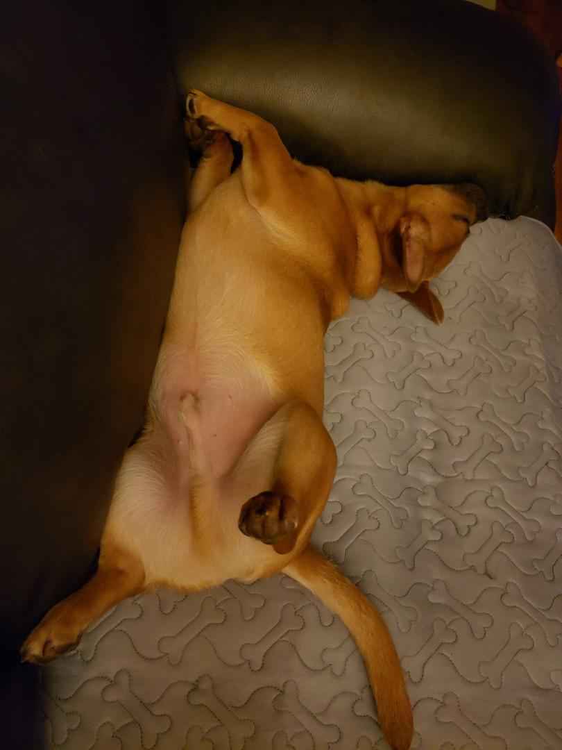 Really, does this look comfortable?? Louie now 6 months old.