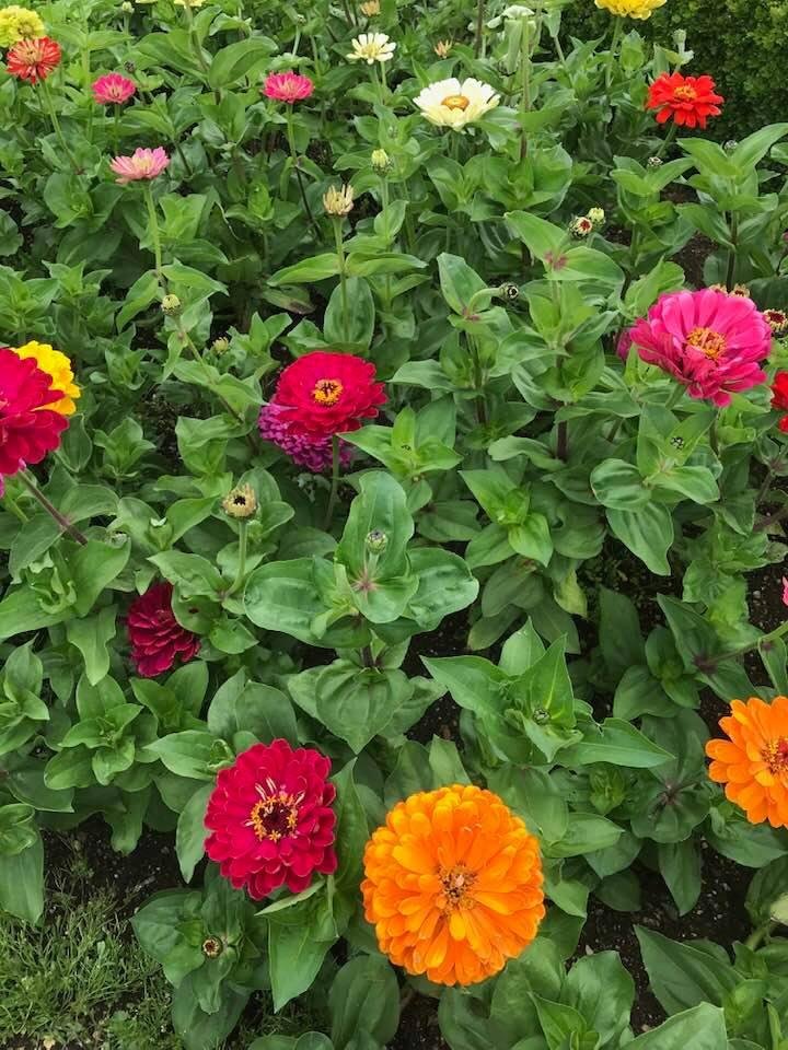 Zillions of zinnias at the Oregon Gardens today. Had a free pass from the library.
