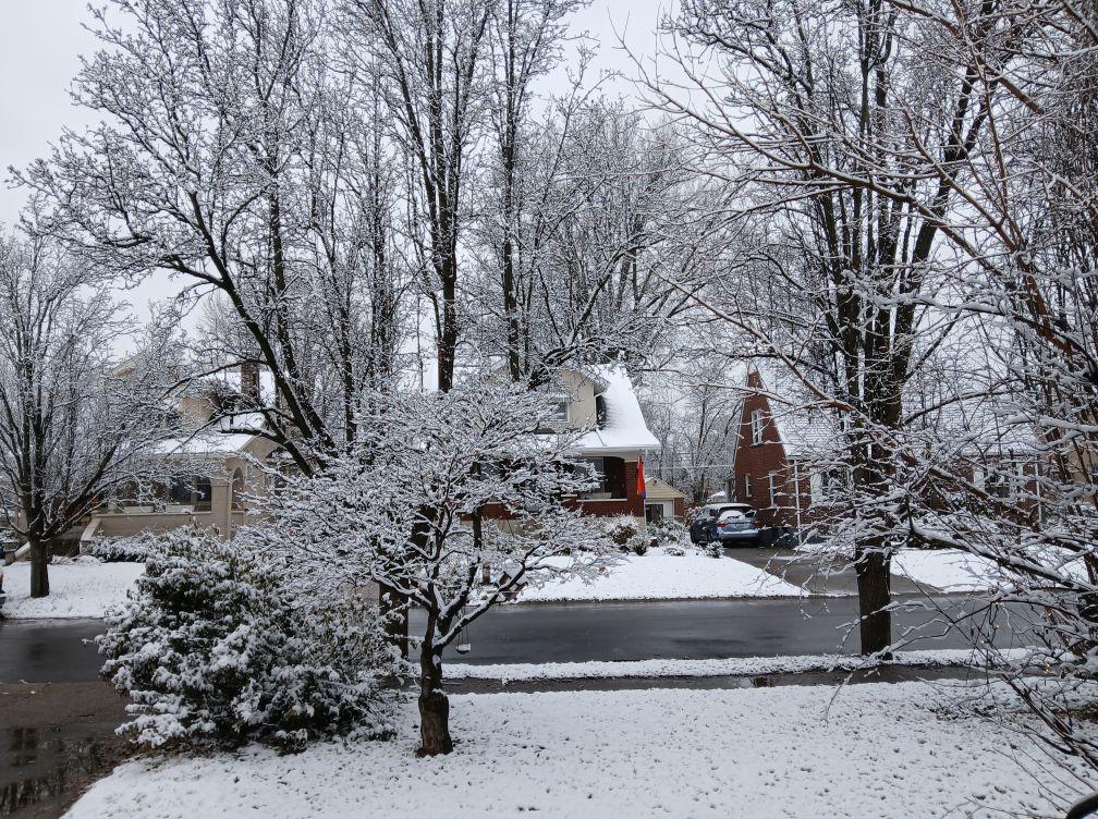 My front yard today, 2/11/2025