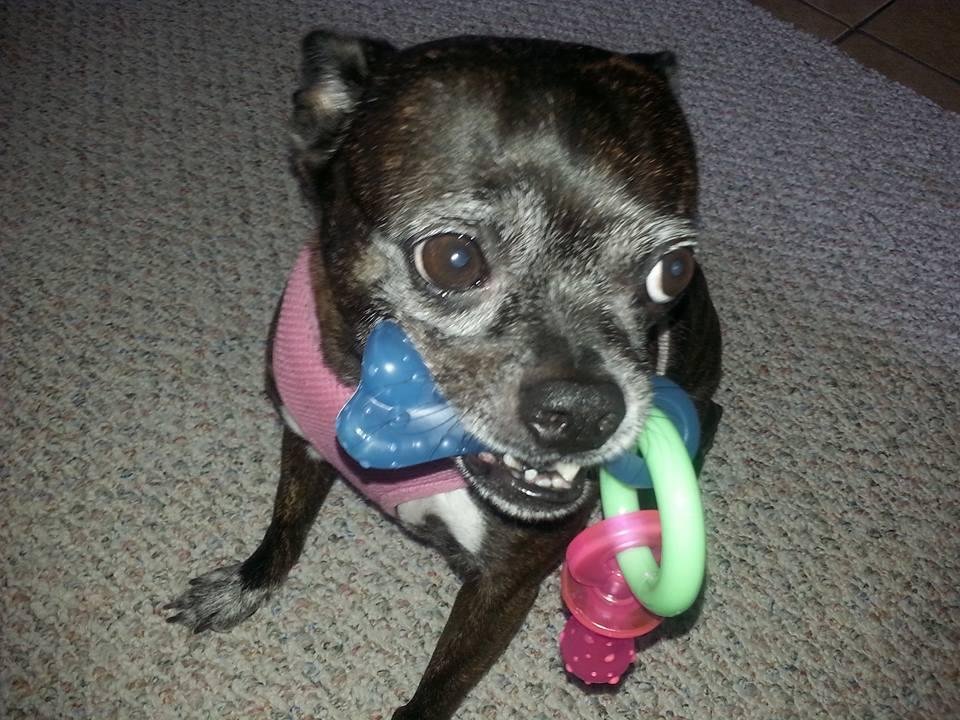 Gibbett taking a toy & hiding it under the bed. 2013