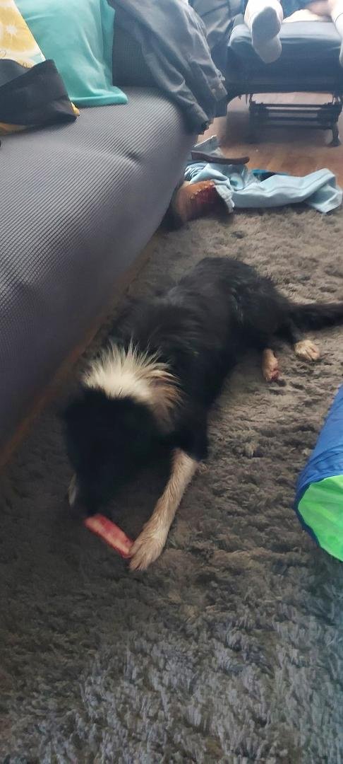 Is this anyone's dog? He walked into my doggie door  on Bridge.