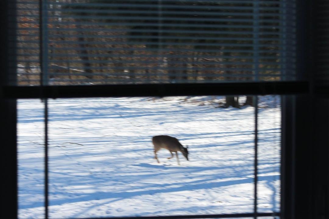 They are walking up to the window now looking for corn!