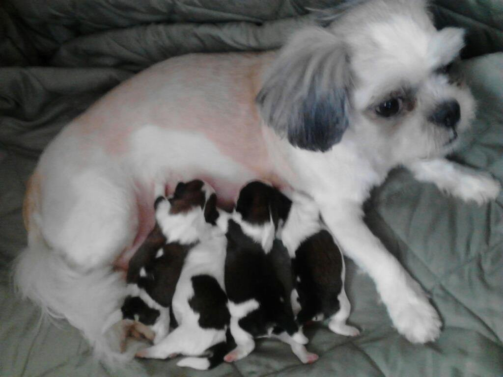 Sophie and her puppies