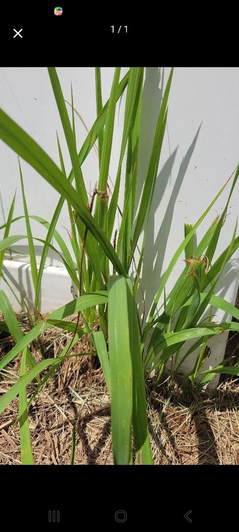 It seems like after every big hurricane something out of the ordinary grows in my backyard. Anyone else have this? And how did you get rid of it? Plant identification says its Cogongrass a/k/a blade grass and it's invas