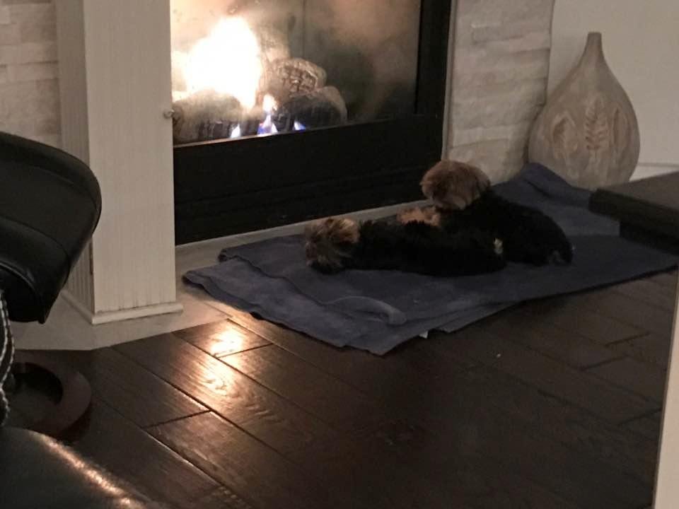 My two Boys relaxing early in the morning. Just before their haircuts. 6:30 a.m.Jack lying down. Milo Looking up.