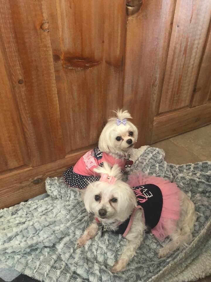 Sisters chillin you almost can’t tell them apart since they came back from the groomers😍