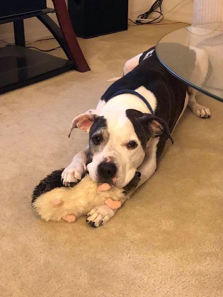 NO ONE UNDERSTANDS WHY THEY’RE CALLED MAN’S BEST FRIEND UNTIL THEY LOSE ONE!! RIP TITAN ❤️😢