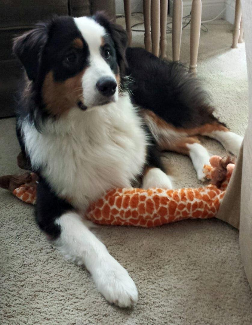 Odin's new toy from his new pal Odin from Coon Rapids Minnesota.