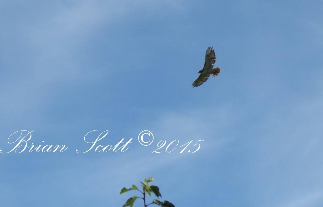 red tail hawk