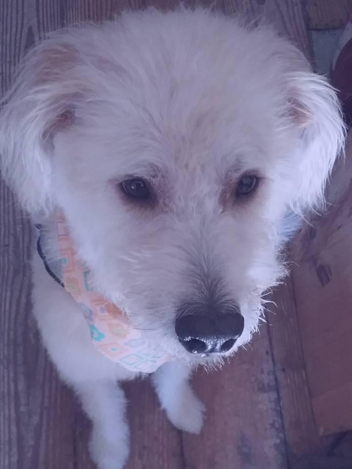 Miss Molly got beautified today!