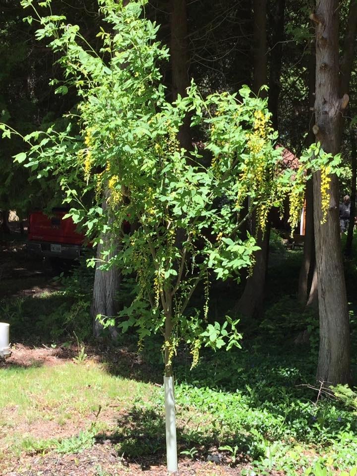 Bob's Golden Chain tree