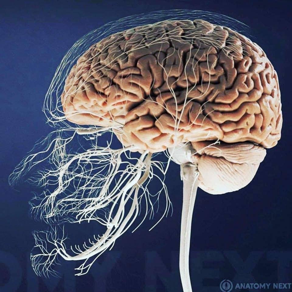 these are the Trigeminal and Occipital Nerves...And mine are being crushed, and people wonder why im always in so much pain...These particular nerve bundles cause more pain than anything known to man...No wonder its called