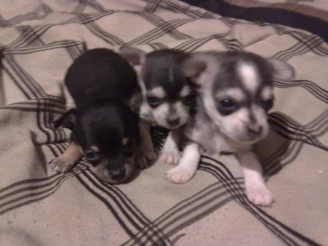 Left to right;
Barky , Whiney , Growly