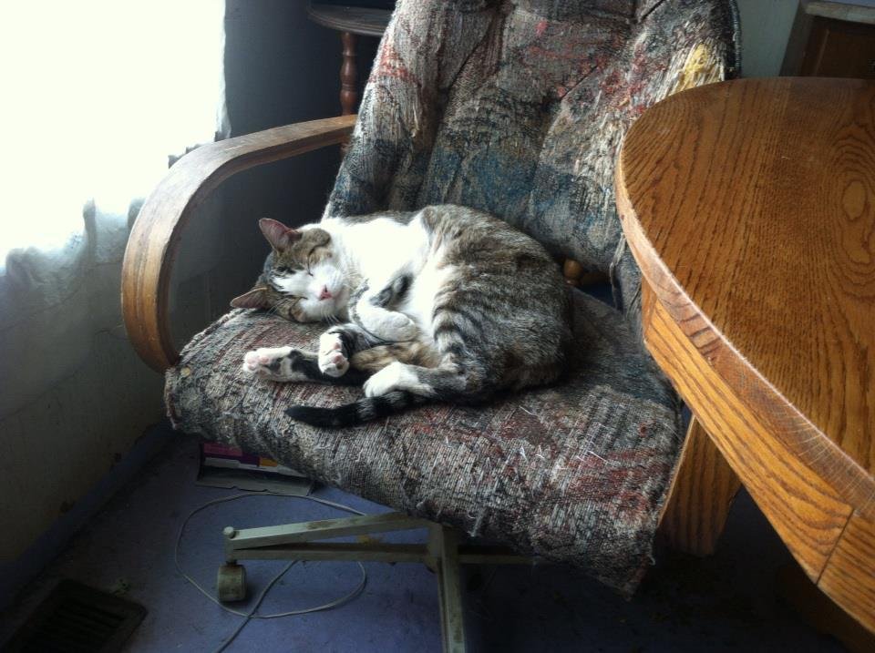 Is this cute or what? Wish I could sleep like this