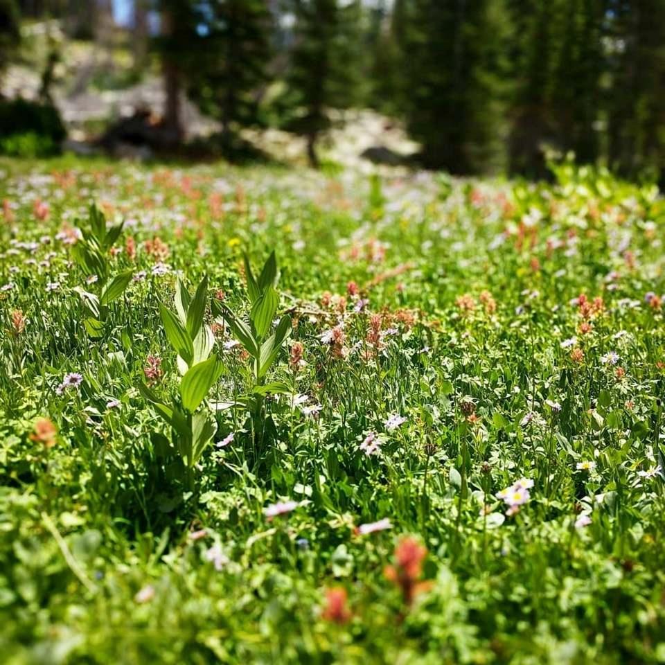 Amber and Gilda's hike in the Uintas, Notch Lake Trail, July 15, 2018