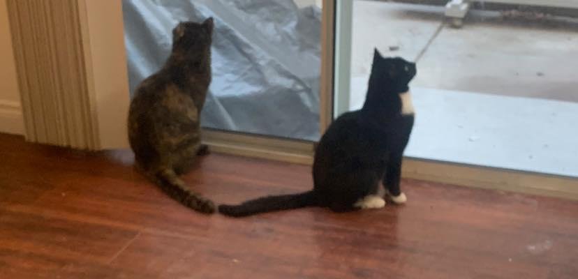 So, I think Dreidel (on the left) and Miri (on the right) have realized that there is new avian activity of interest on the patio...😂🦜