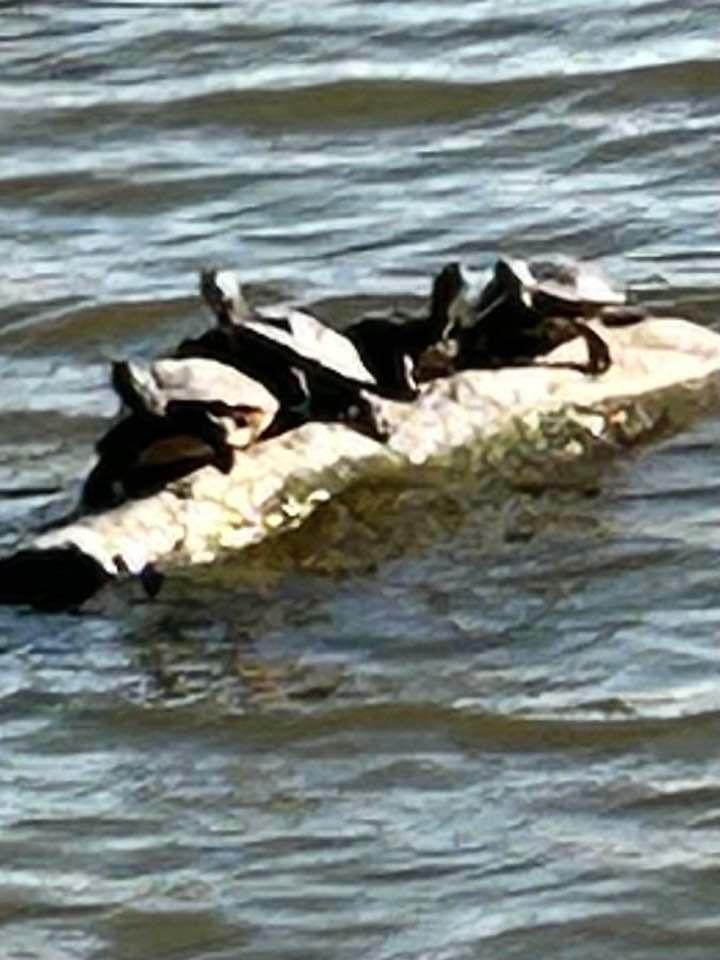 Yesterday at the Park: the turtles enjoying the sun☀️. It was a beautiful day!