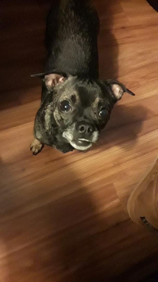 This is the begging, oh I'm so cute , please  lift me up on the bed face.