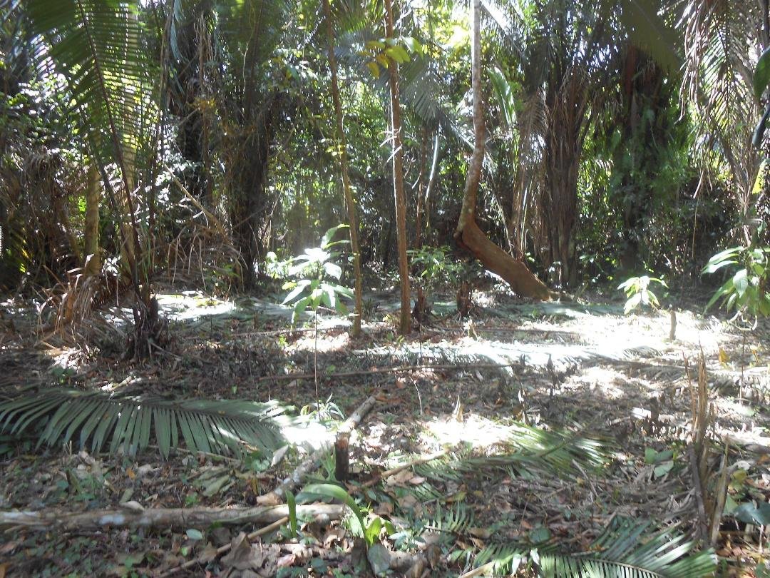 These cocoa plants are about 4 feet tall and were planted about a year ago.