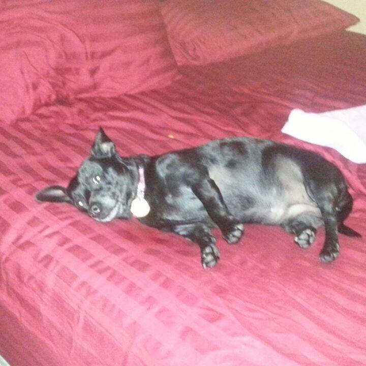 So who's bed is it Scout? Looks like yours.