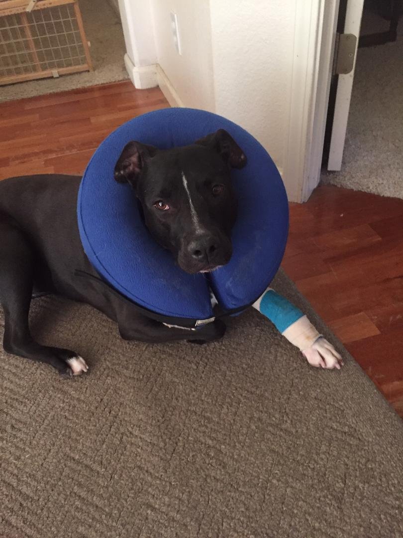 My poor Peaches had surgery. This is her traveling "cone head"