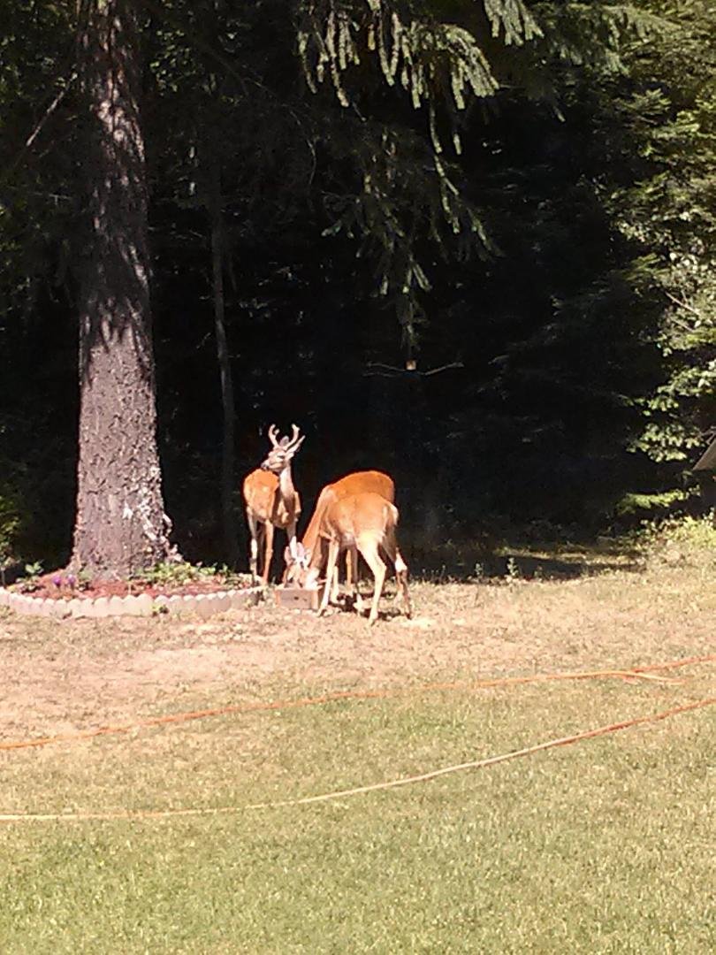 WE HAVE ONE LITTLE BUCK. THAT BOX THEY ARE EATING OUT OF IS POPCORN, THAY LIKE POPCORN. THIS IS AT MY FRIENDS PLACE.