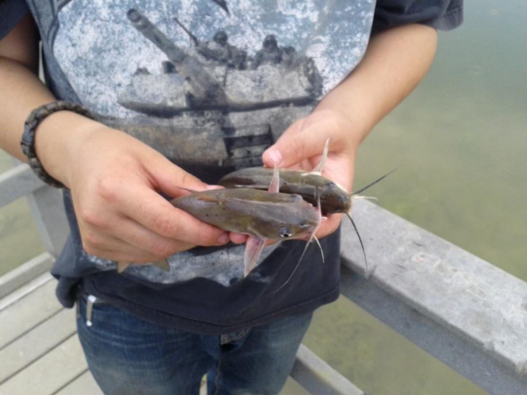 2 small cats caught at quail lake