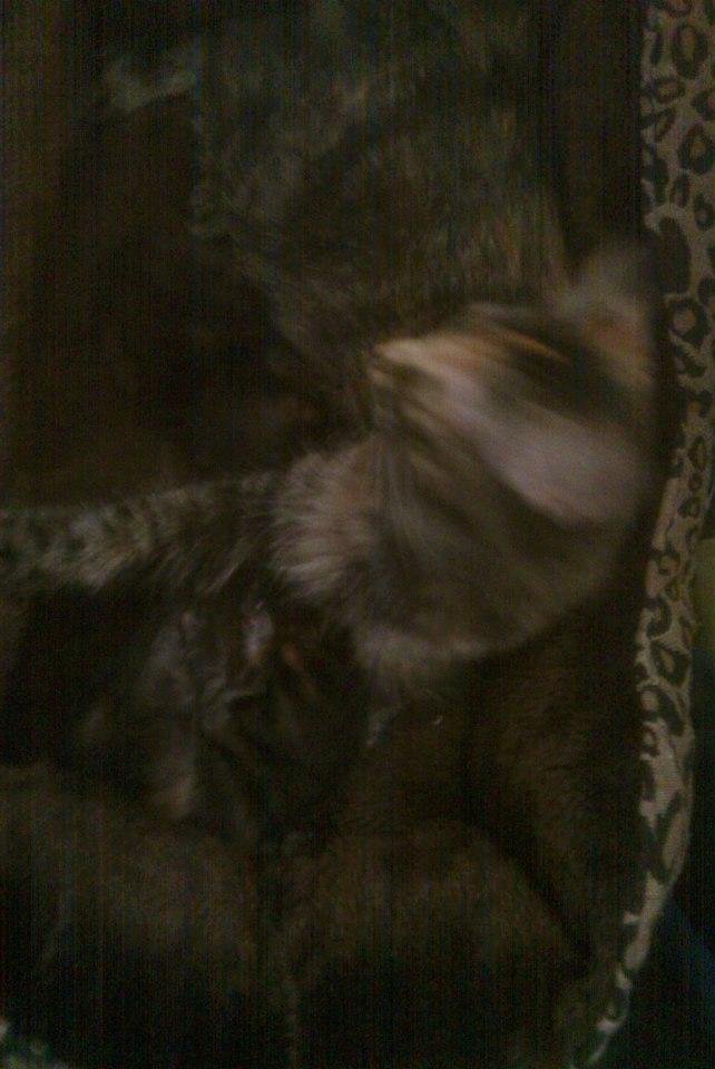 Kelly Mosgofian's album, Kittens!