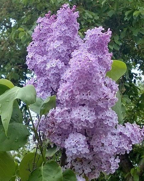 Lilacs blooming right by my window.....they smell awesome!!! <3 <3
