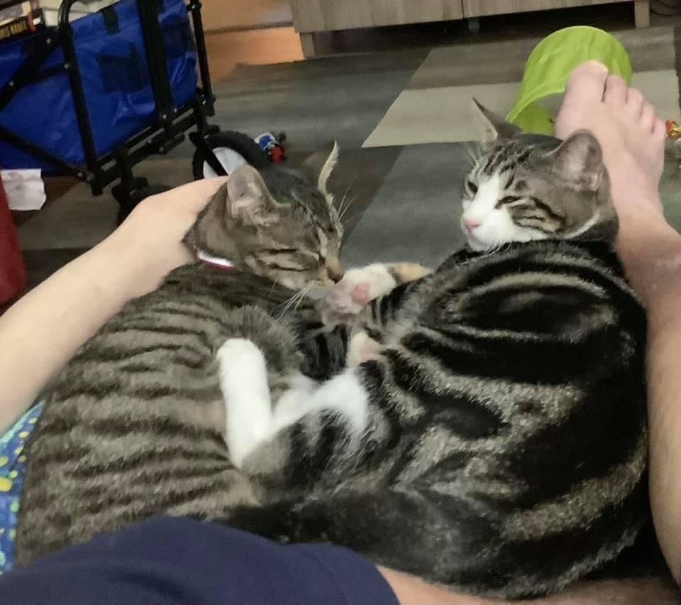 Meet the two newest members of the Baumann Clan-Austin. Rescues from Austin Pets Alive, a no kill nonprofit here in Austin. They’re brother and sister and 6 months old. They are a hoot and already settled in to their new di