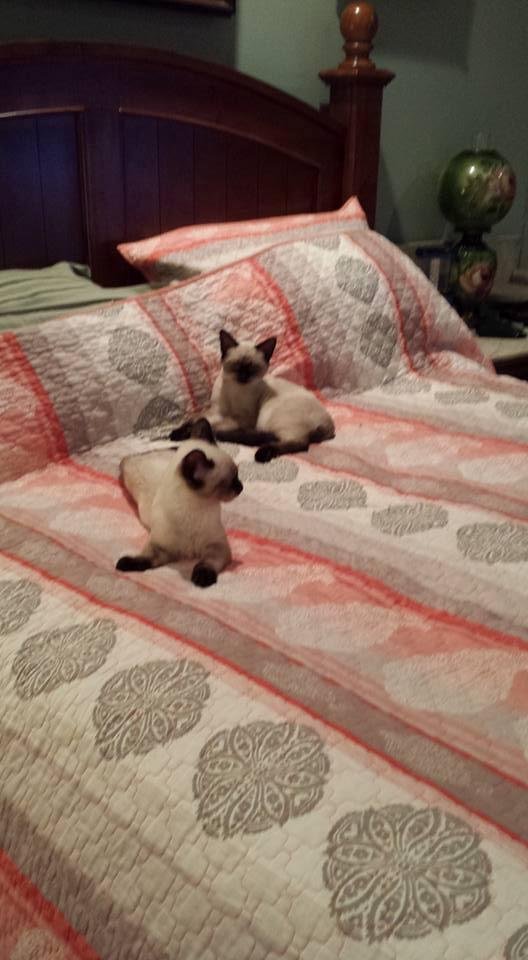 My poor babies were neutered today. They are not feeling to good. They are getting big. Tuffy weighs 8.5 and Tobie 7 pounds. Maybe the neutering will calm them down a little.