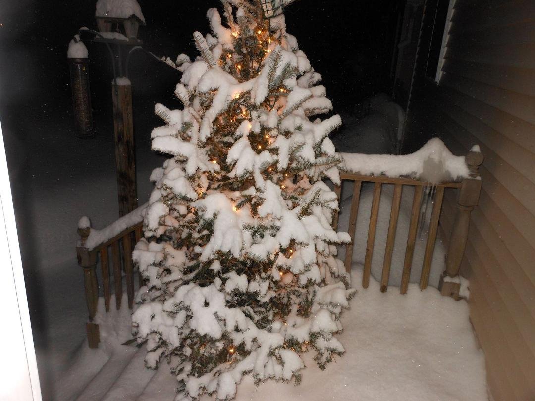 9pm Saturday night, it's been snowing lightly since early afternoon!!!! The Bird Tree is getting white!!!! Hope my Bird Friends will B able to find their food tomorrow morning!!!!! More serious snow is arriving early AM Sun
