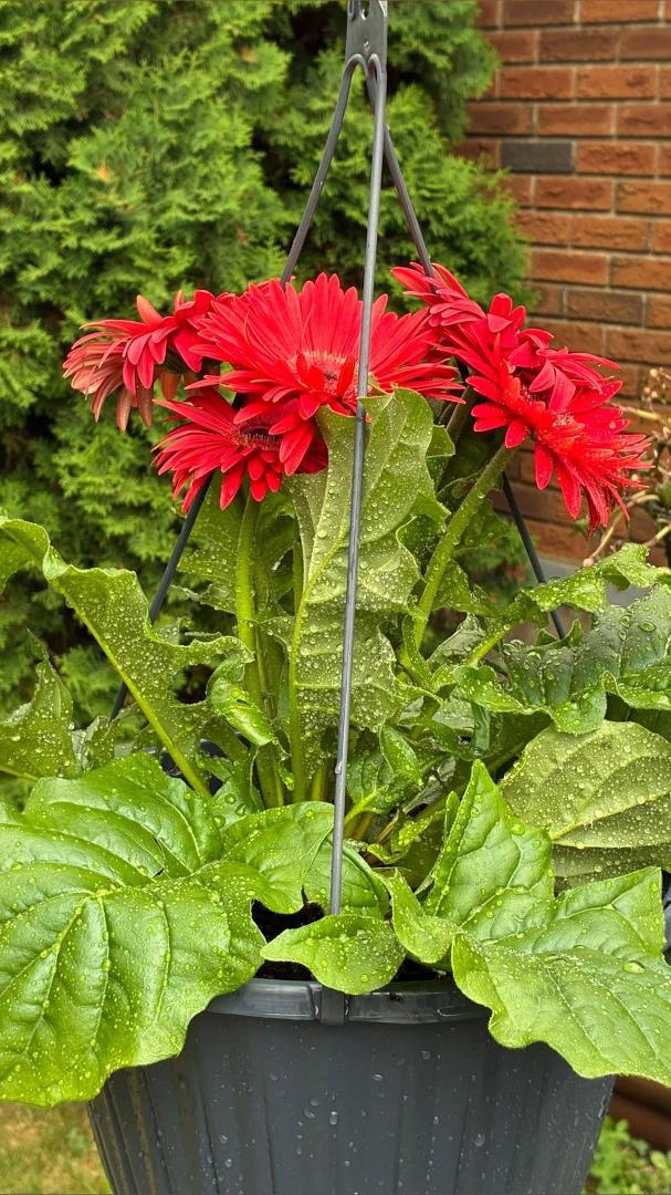 The garden in full bloom 22 July 2025