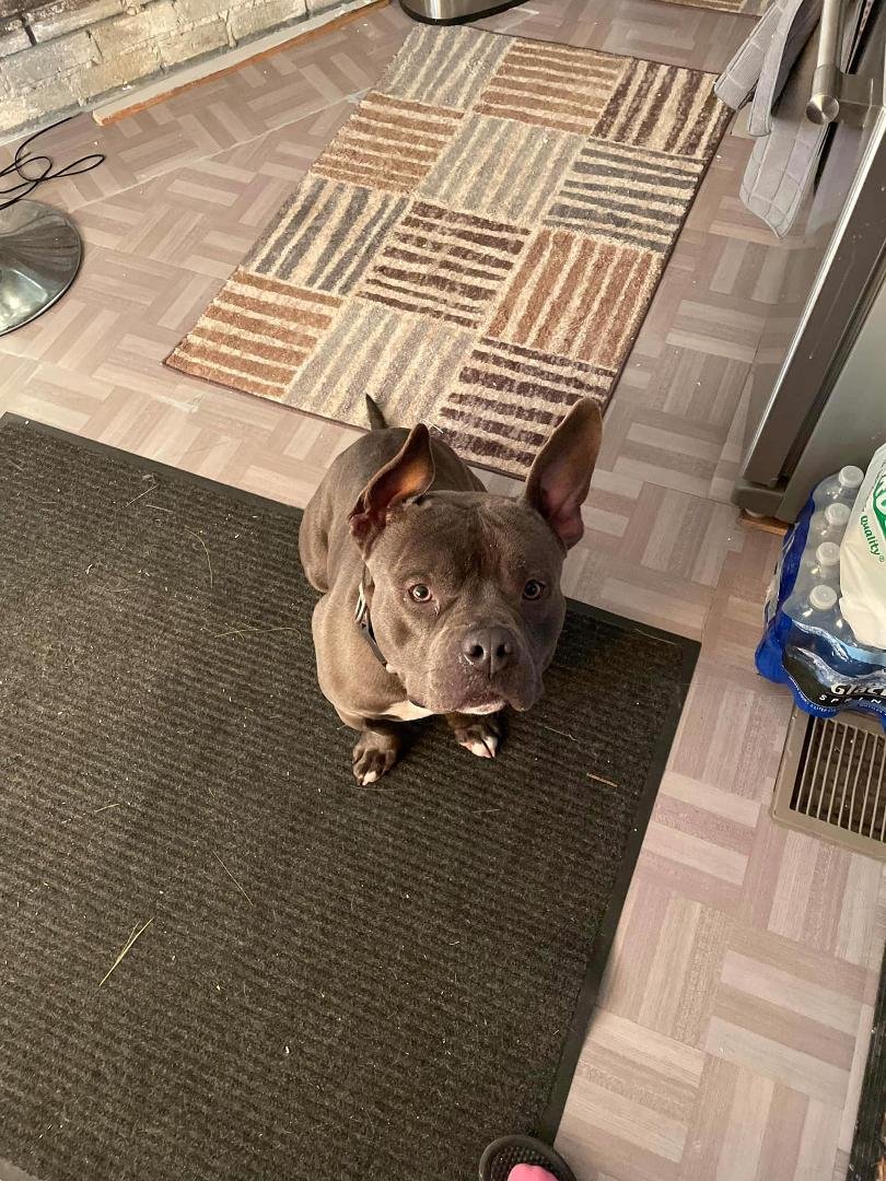 Please help! I let my dog out a few hours ago and he hasn’t returned to the house. His name is King. He was last seen around 80th Ave/13 Mile Rd.
If you see him please call 231-9722767