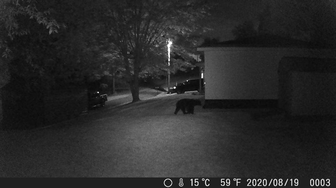 last nites prowler