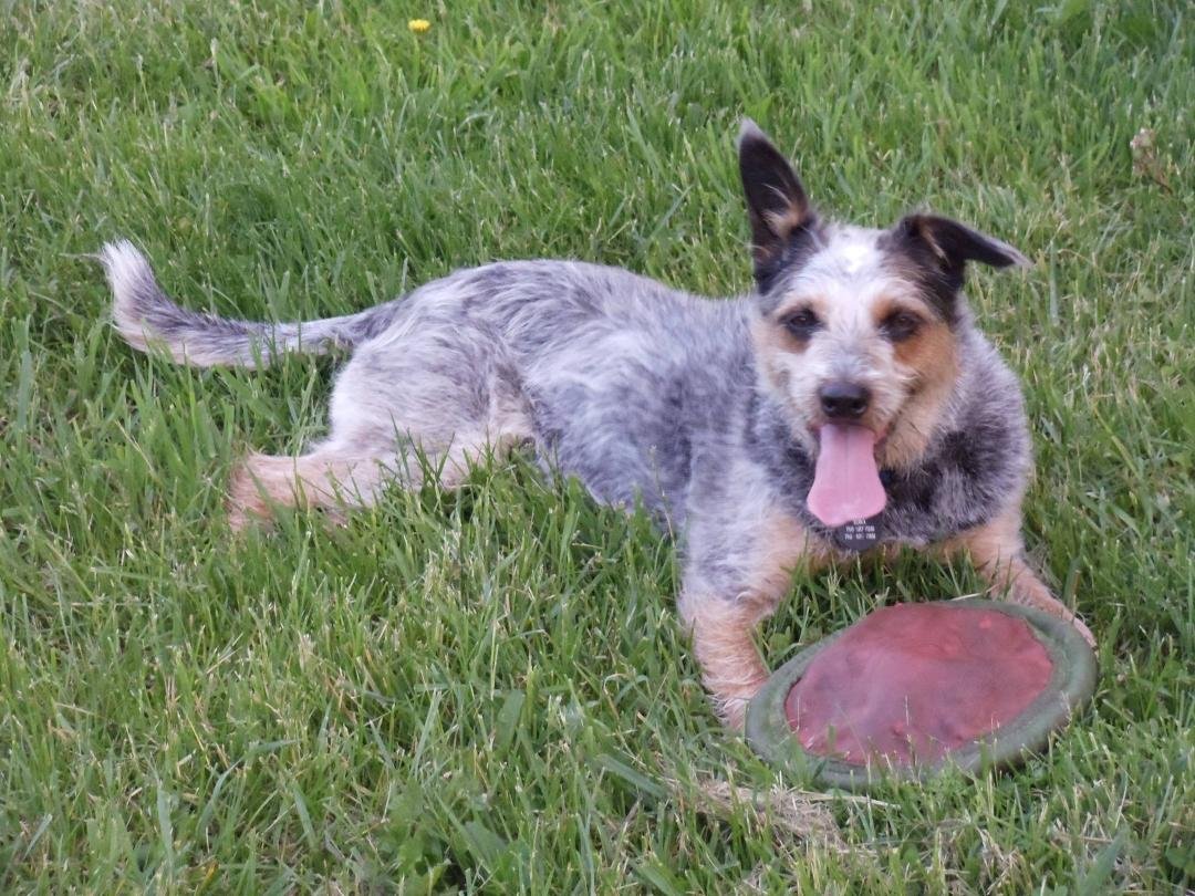 Kona cooling down in the grass for a few secs....