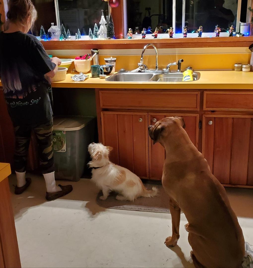 Feeding time. All eyes on Anna