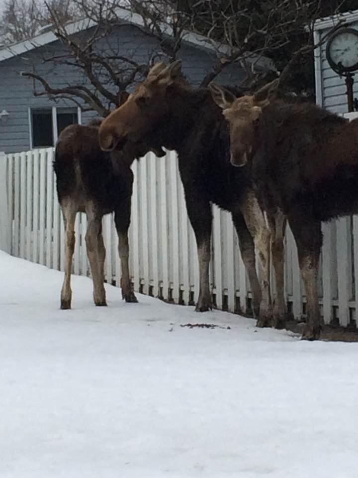 Mama and her two calves in Normandeau,this morning. 😀