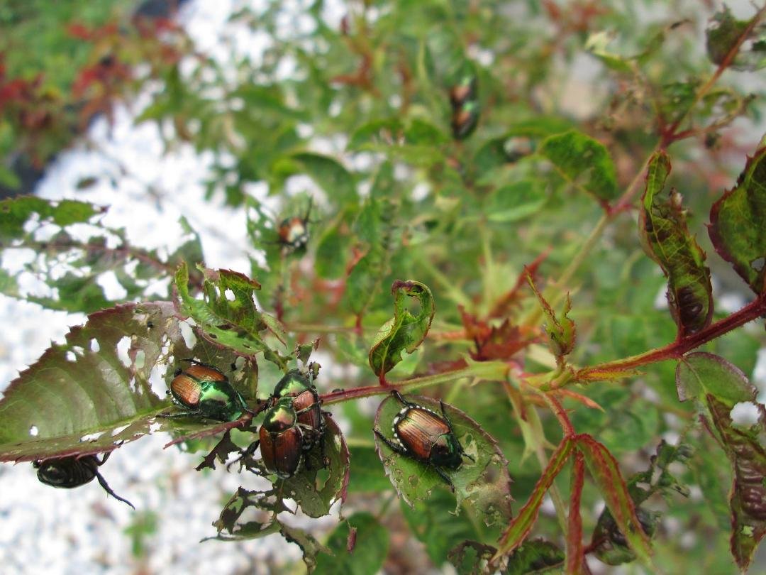 !@#$%^&* Crazy "Kamikaze" Japanese Beetles are dive Bombing My Rose Bushes. They Destroyed my Beatiful Roses!!!!!!!!!!!!